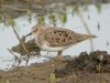 Temminck's Stint at Vange Marsh (RSPB) (Steve Arlow) (98107 bytes)